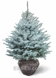 Ель колючая Эдит, фото Ель колючая Эдит, фото