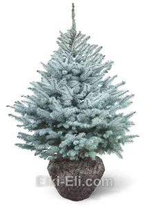 Ель колючая Эдит, живое новогоднее дерево для высадки, фото
