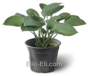 Хоста Blue Cadet в горшке, фото