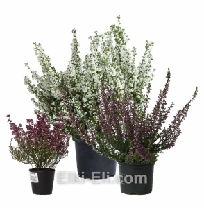 Вереск и Эрика, фото Вереск и Эрика, фото