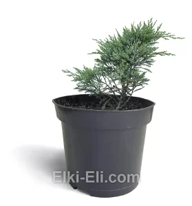 Можжевельник казацкий Blaue Donau в горшке, фото
