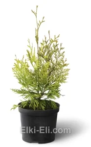 Туя западная Yellow Ribbon в горшке, фото